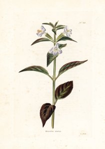 Variete de mimule - George Cooken tekemä litografia Conrad Loddiges -lehteä (1738-1826) varten. tekijältä Unbekannter Künstler