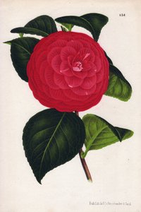 Hybridikamelioiden muunnos, nimeltään Marchesa Davia (Camellia japonica, Thea japonica), jonka punaiset kukat ovat suonikkaita ja karmiininpunaisia. P.de Pannemaekerin kromolitografia, julkaistu noin vuonna 1880 Gentissä (Belgia), Jean Lindenin julkaisemas tekijältä Unbekannter Künstler