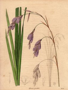 Irislajin (Sparaxis pendula) muunnos, jota kutsutaan Harlekiinikukaksi, on kotoisin Etelä-Afrikasta, ja sillä on lilanväriset roikkuvat kukat.R. Millsin (toiminut 1836-1842) kuvitus teoksessa The Botanist, joka ilmestyi Benjamin Maundin julkaisemassa viide tekijältä Unbekannter Künstler