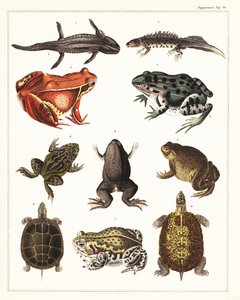 Sammakkoeläinten, sammakoiden ja kilpikonnien lajikkeet., 1841 (litografia) tekijältä Unbekannter Künstler