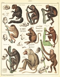 Apinoiden lajikkeet. ,1841 (litografia) tekijältä Unbekannter Künstler