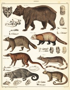 Karhulajikkeet., 1841 (litografia) tekijältä Unbekannter Künstler