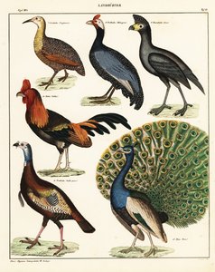 Lintujen lajikkeet. ,1841 (litografia) tekijältä Unbekannter Künstler
