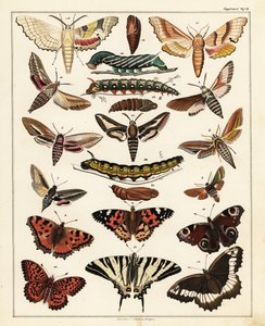 Perhosten, perhosten jne. lajikkeet, 1841 (litografia) tekijältä Unbekannter Künstler