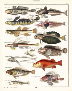 Kalalajikkeet., 1841 (litografia) tekijältä Unbekannter Künstler