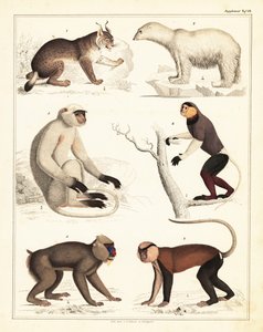 Nisäkkäiden lajikkeet. ,1842 (litografia) tekijältä Unbekannter Künstler