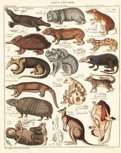 Pussieläinten lajikkeet. ,1841 (litografia) tekijältä Unbekannter Künstler