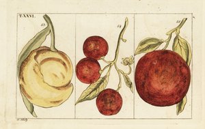 Appelsiinin lajikkeet. tekijältä Unbekannter Künstler