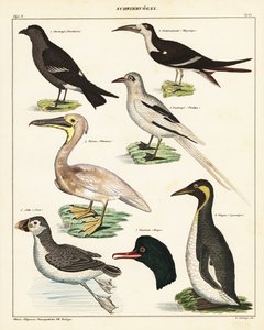 Merilintujen lajikkeet. ,1841 (litografia) tekijältä Unbekannter Künstler