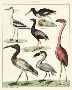 Kahluulintujen lajikkeet. ,1841 (litografia) tekijältä Unbekannter Künstler