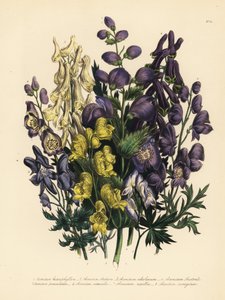 Monilehtimunkki, Aconitum heterophyllum, keltamunkki, A. anthora, vaaleankeltainen munkki, A. ochroleucumum, karpaattien purppurapihlaja, panikulaarimunkki, A. paniculatum, A. versicolor, tavallinen munkki, A. napellus, ja A. variegatum. Handf tekijältä Unbekannter Künstler