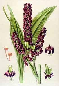 Myrkyllinen kasvi (myrkyllinen): Black Veratre (Veratrum nigrum) tekijältä Unbekannter Künstler