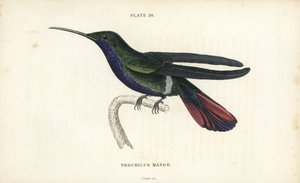 Veraguan mango, Anthracothorax veraguensis (Mangokolibri, Trochilus mango). William Lizarsin käsin väritetty teräskaiverrus Sir William Jardinen Naturalist