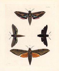 Vine sphinx moth, Eummorpha vitis 1, mournful sphinx, Enyo lugubris 2, tersa sphinx, Xylophanes tersa 3, ja raidallinen sphinx, Proambulyx strigilis 4. Käsinväritetty litografia John O. Westwoodin uudesta painoksesta Dru Druryn teoksesta "Illustrations of  tekijältä Unbekannter Künstler