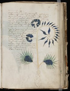 Voynich Käsikirjoitusfolio 56r, n. 1500 (muste pergamentille) tekijältä Unbekannt