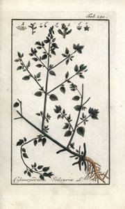 Vulvari (Chenopodium vulvaria). Litografia Johannes Zornin (1739-1799) Alankomaiden Artseny-Gewassenin kuvasta "Picture of the Artseny-Gewassen". tekijältä Unbekannter Künstler