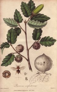 Walesin tammi (Quercus infectoria) - William Clarken vahva vesi kuvittaa John Stephensonin ja James Morss Churchillin "Medical Botanical, Description of the Medicinal Plants of London, Edinburgh and Dublin", jonka John Churchill julkaisi Lontoossa vuonna 2 tekijältä Unbekannter Künstler