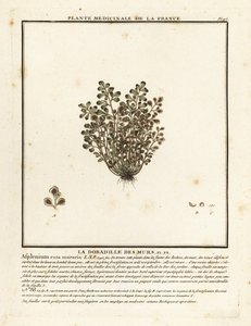 Wall-rue, Asplenium ruta-maria. tekijältä Unbekannter Künstler