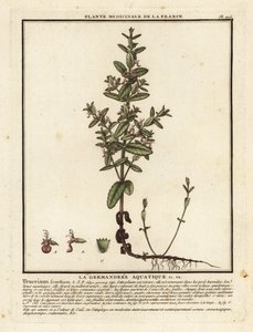 Vesigermander, Teucrium scordium. tekijältä Unbekannter Künstler