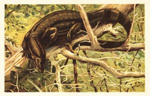 Vesimittarilisko, Varanus salvator. 1908 (litografia) tekijältä Unbekannter Künstler