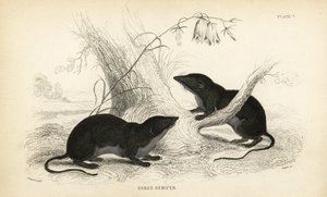 Vesikäärme, Neomys fodiens (Sorex remifer, Sorex fodiens). Lizarsin käsin värjätty teräskaiverrus James Stewartin kuvituksen mukaan William Jardine
