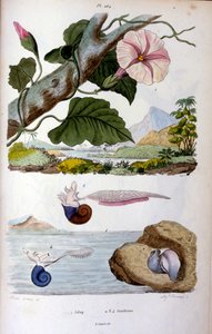 Vesietana; kasvitieteellinen ja eläintieteellinen kuvitus, F. E. Guérin. Kirjasta Dictionnaire pittoresque d