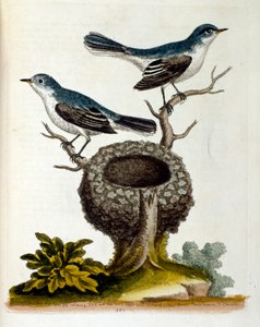 Vesivärikuvitus G Edwardsin harvinaisia lintuja käsittelevästä kirjasta vuodelta 1750. George Edwards (1694-1773) oli brittiläinen luonnontieteilijä ja ornitologi. Hän matkusti laajalti Euroopassa ja tutki luonnonhistoriaa ja erityisesti lintuja. Hän sai j tekijältä Unbekannter Künstler