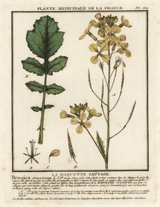 Vesikrassinlehtinen raketti, Erucastrum nasturtiifolium. tekijältä Unbekannter Künstler
