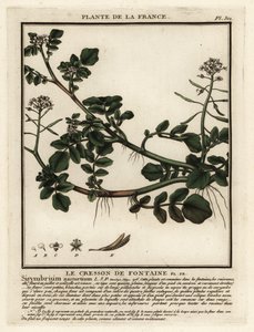 Vesikrassi, Nasturtium officinale. tekijältä Unbekannter Künstler