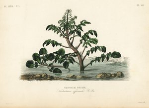 Vesikrassi tai keltakrassi, Nasturtium officinale, Cresson de fontaine tekijältä Unbekannt