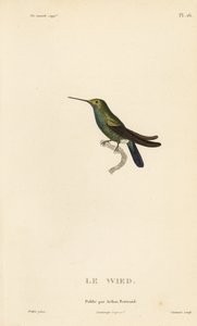 Wedin tai Neuwiedin kolibri, Trochilus cyanogenys tai Ornismya wiedii. Coutantin käsinväritetty teräskaiverrus Jean-Gabriel Pretren kuvituksen mukaan, joka on peräisin Rene Primevere Lessonin teoksesta Natural History of the Colibri Genus of Hummingbirds. tekijältä Unbekannter Künstler