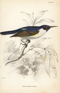 Läntinen purppuraselkäinen aurinkolintu, Anthreptes longuemarei (White-bodied sunbird, Anthreptes leucosoma). William Lizarsin käsin väritetty teräskaiverrus William Swainsonin mukaan Sir William Jardinen Naturalist