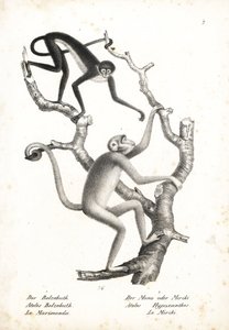 Valkovyötäröinen hämähäkkiapina, Ateles belzebuth (uhanalainen), ja pohjoinen muriqui, Brachyteles hypoxanthus (Ateles hypoxanthus), erittäin uhanalainen. Karl Joseph Brodtmannin litografia Heinrich Rudolf Schinzin teoksesta Illustrated Natural History of  tekijältä Unbekannter Künstler