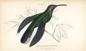 Valkopyrstösiipi, Campylopterus ensipennis (sinikielinen siipi, Trochilus latipennis). William Lizarsin käsin väritetty teräskaiverrus Sir William Jardinen Naturalist