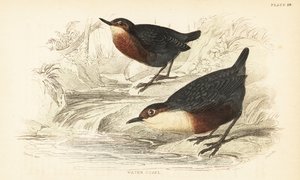 Valkokurkku tai vesiouzel, Cinclus cinclus.1889 (kaiverrus) tekijältä Unbekannter Künstler