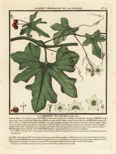 Valkoinen bryony, Bryonia alba. tekijältä Unbekannter Künstler