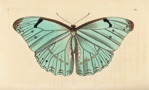 Valkoinen morpho, Morpho laertes tekijältä Unbekannt