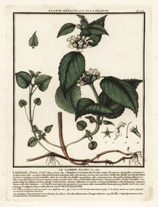 Valkoinen nokkonen, Lamium-albumi. tekijältä Unbekannter Künstler