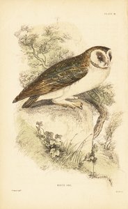 Valkoinen pöllö tai pöllö, Tyto alba, kyydissä kalliolla. 1889 (kaiverrus) tekijältä Unbekannter Künstler