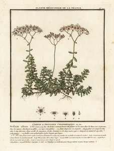 Valkoinen stonecrop, Sedum albumi. tekijältä Unbekannter Künstler