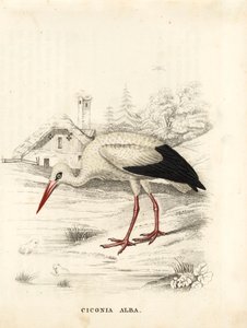 Valkohaikara, Ciconia ciconia (Ciconia alba). Käsinväritetty teräskaiverrus Georg Friedrich Treitschken luonnontieteellisestä galleriasta, Naturhistorischer Bildersaal des Thierreiches, Liepzig. tekijältä Unbekannter Künstler
