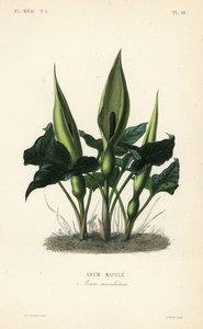 Villi arum, herrat ja rouvat tai tunkki saarnatuolissa, Arum maculatum, Arum macule tekijältä Unbekannt