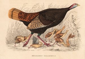 Villi kalkkuna, Meleagris gallopavo, kana ja poikaset. Käsin väritetty litografia Georg Friedrich Treitschken luonnonhistoriallisesta galleriasta, Naturhistorischer Bildersaal des Thierreiches, Liepzig. tekijältä Unbekannter Künstler