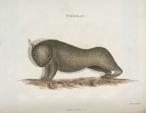 Wombat, Australia, n. 1798 tekijältä Unbekannt