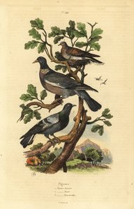 Metsäkyyhky, Columba palumbus, tavallinen kyyhkynen, Columba livia ja turkkikyyhky, Streptopelia risoria tekijältä Unbekannt