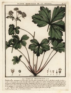 Puun sanicle, Sanicula europaea. tekijältä Unbekannter Künstler