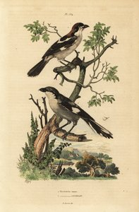 Metsäkärki, Lanius senaattori, ja eteläinen harmaakärki, Lanius tekijältä Unbekannt