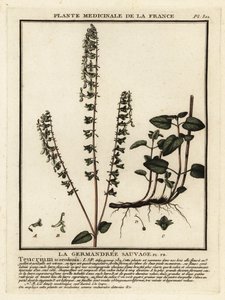 Woodland germander, Teucrium Scorodonia. tekijältä Unbekannter Künstler