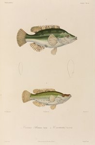 Wrasses, Mustameri tekijältä Unbekannter Künstler