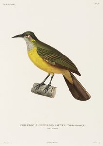 Keltaposki Philedon, Uusi-Guinea tekijältä Unbekannter Künstler